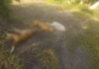 Homem é detido após armar cerca elétrica que matou três cães em Ladário