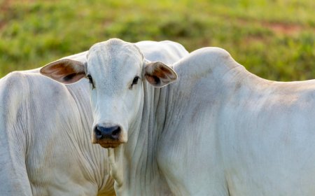Brasil é reconhecido mundialmente como livre de febre aftosa sem vacinação e ganha destaque no comércio global de carnes