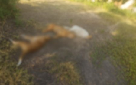 Homem é detido após armar cerca elétrica que matou três cães em Ladário