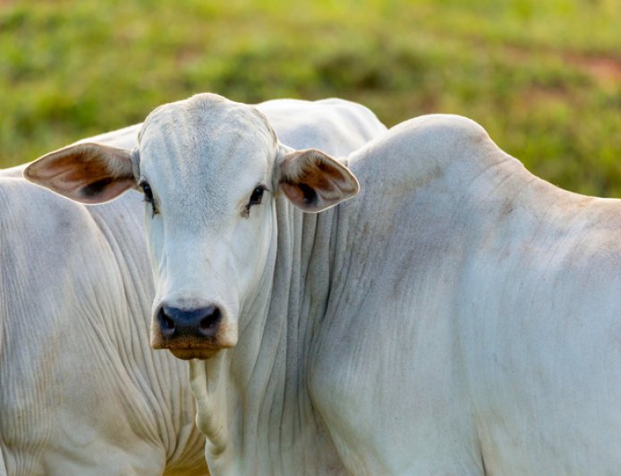 Brasil é reconhecido mundialmente como livre de febre aftosa sem vacinação e ganha destaque no comércio global de carnes