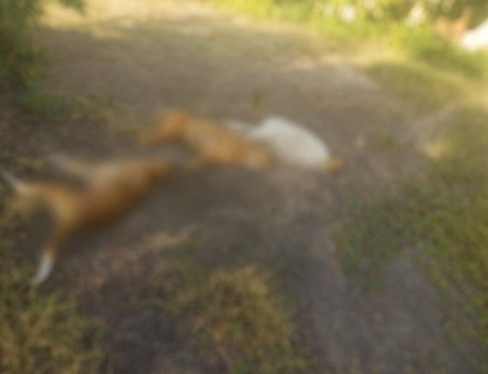 Homem é detido após armar cerca elétrica que matou três cães em Ladário