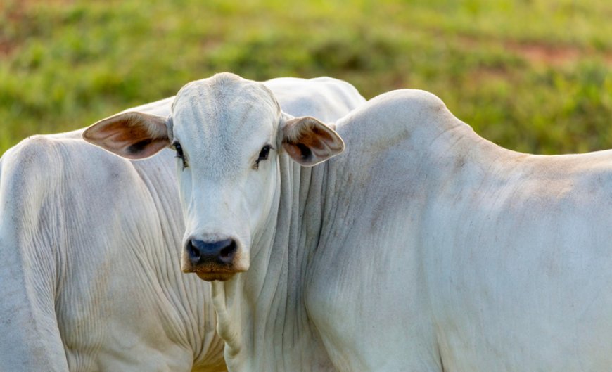 Brasil é reconhecido mundialmente como livre de febre aftosa sem vacinação e ganha destaque no comércio global de carnes